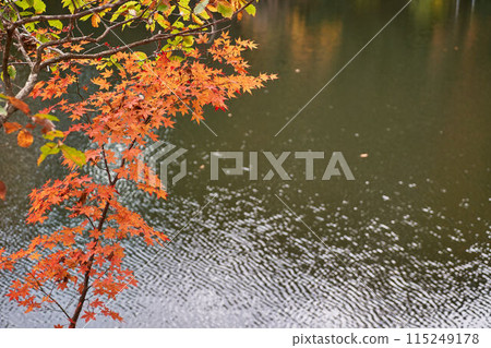 Autumn leaves at Lake Shinsei, Kanagawa Prefecture 115249178