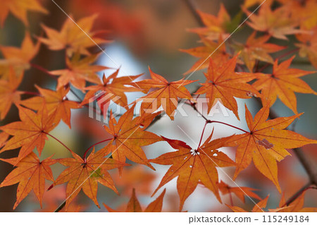 神奈川縣新星湖的秋葉 神奈川縣新星湖的秋葉 115249184