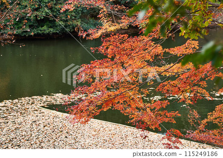 神奈川縣新星湖的秋葉 神奈川縣新星湖的秋葉 115249186