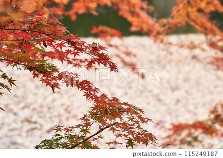 神奈川縣新星湖的秋葉 神奈川縣新星湖的秋葉 115249187