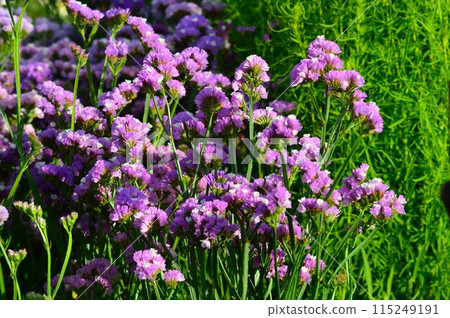 靜態 (Hanahamasajji) 靜態 (Hanahamasajji) 115249191