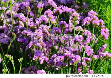 靜態 (Hanahamasajji) 115249192