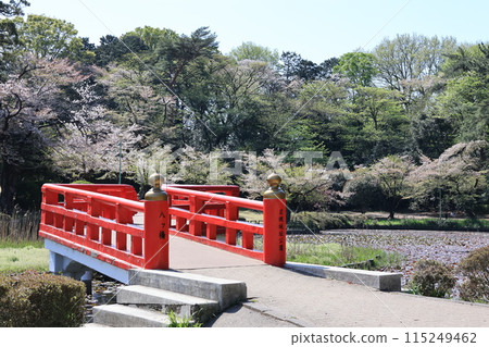 埼玉市岩槻城址公園的春天景色 115249462
