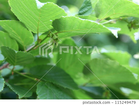 榛樹幼花序(果實) 榛樹幼花序(果實) 115249479