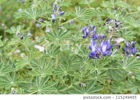 藍色的花 藍色的花 115249485