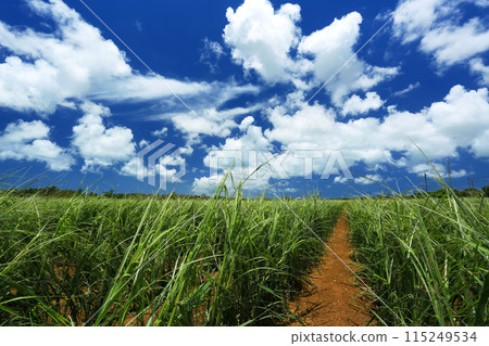 Scenery of Okinawa: A straight road in a sugar cane field 115249534