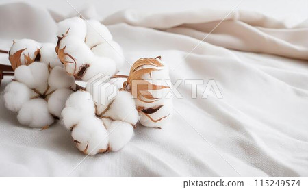 Cotton copy space 115249574