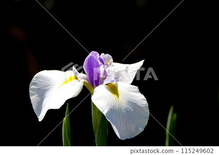 Iris flowers, Geku of Ise Shrine 115249602