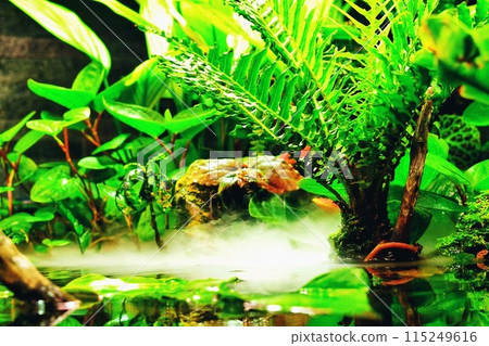 Green leaves and falling water drops Green leaves and falling water drops 115249616