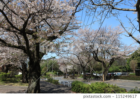 Spring scenery at Iwatsuki Castle Park in Saitama City Spring scenery at Iwatsuki Castle Park in Saitama City 115249617