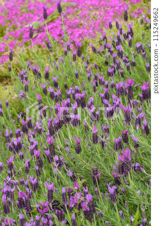 法國薰衣草 法國薰衣草 115249662