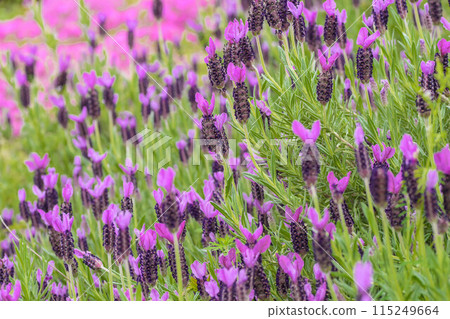 法國薰衣草 法國薰衣草 115249664