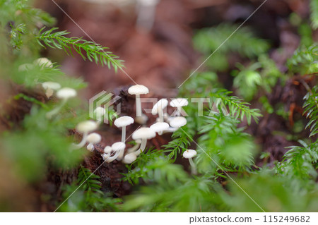屋久島白谷雲水峽：發光的蘑菇？ （七月） 115249682