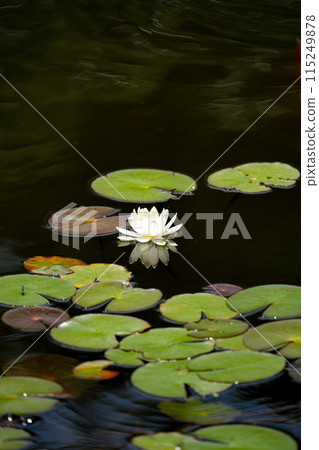 睡蓮入大師 115249878