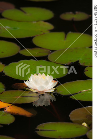 睡蓮入大師 睡蓮入大師 115249880
