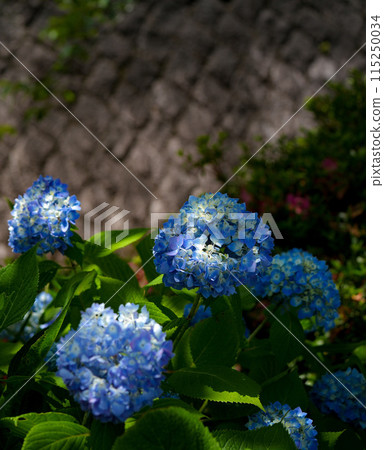 hydrangea   115250034