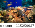 Scorpion fish 115250087