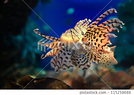 Scorpion fish 115250088