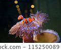 Anemone fish 115250089
