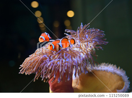 銀蓮花魚 115250089