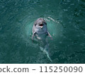 Dolphin 115250090