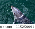 Dolphin 115250091