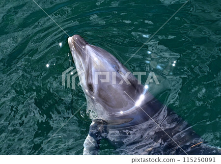 海豚 海豚 115250091