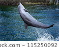 Dolphin 115250092