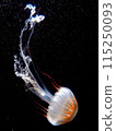 jellyfish  115250093