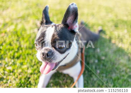 Boston Terrier 115250110
