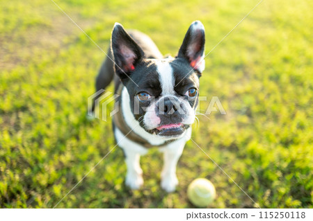 Boston Terrier Boston Terrier 115250118