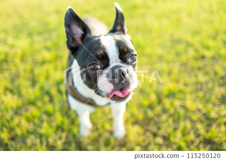 Boston Terrier Boston Terrier 115250120