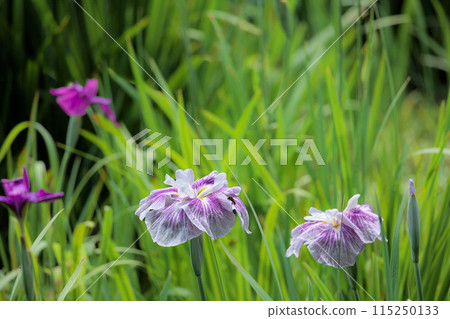 Colorful irises continue to bloom and soothe people's hearts 115250133