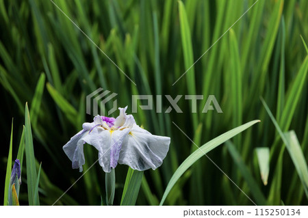 Colorful irises continue to bloom and soothe people's hearts 115250134