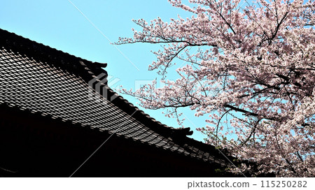 瓦屋頂和櫻花樹 115250282
