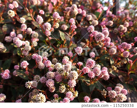 日本疫黴花生態照片 115250338