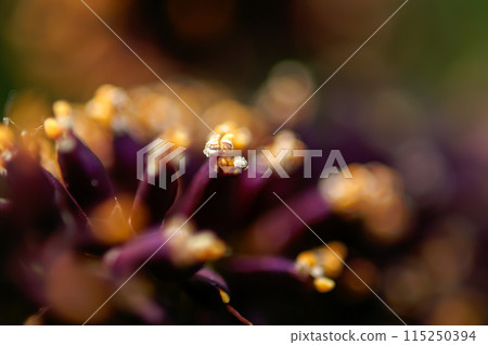 Shinano River, Yasuragi Embankment, Weasel Bush 115250394