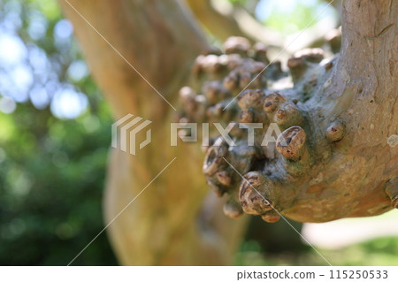Crape myrtle with warts 115250533
