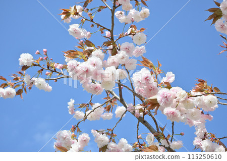 雙櫻花 115250610