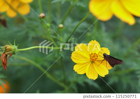 Butterfly perching on yellow cosmos Butterfly perching on yellow cosmos 115250771