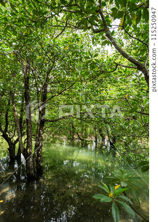 Lush mangrove trees in a calm river on a sunny day on Iriomote island, Okinawa. Lush mangrove trees in a calm river on a sunny day on Iriomote island, Okinawa. 115250947