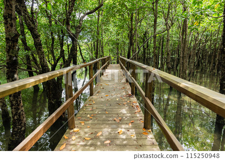 Wooden path inside the mangrove jungle at Omija Road Park, Iriomote Island, Okinawa. Wooden path inside the mangrove jungle at Omija Road Park, Iriomote Island, Okinawa. 115250948