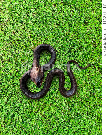 Cobra on the lawn  top view 115251117