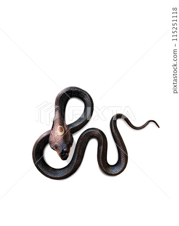 Cobra. Dead venomous snake caught and preserved for study on white background. 115251118
