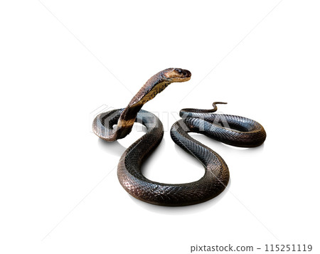 Cobra. Dead venomous snake caught and preserved for study on white background. 115251119