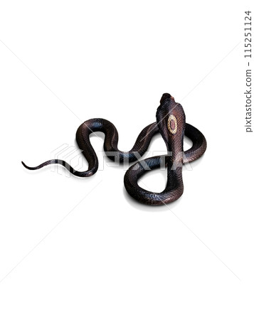 Cobra. Dead venomous snake caught and preserved for study on white background. 115251124