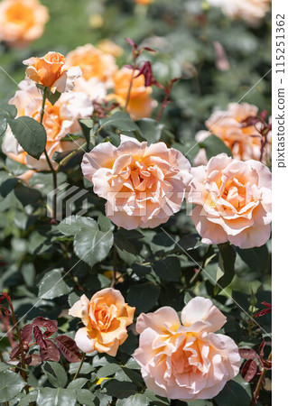 長井植物園玫瑰盛開 115251362