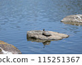 Turtles standing in Nagai Botanical Garden 115251367