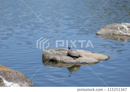 站立在長井植物園的海龜 站立在長井植物園的海龜 115251367