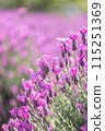 Lavender blooming in Izumi Environmental Recycle Park 115251369